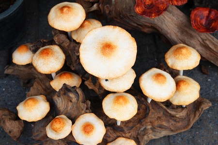 Fake mushrooms for sale in Bangkok, Thailand の写真素材
