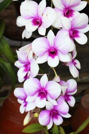 Purple Orchid flowers in Thailand の写真素材