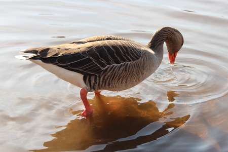 Goose Feeding, River Ouse, York, England の写真素材