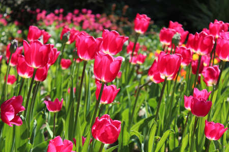 Spring Tulips, England の写真素材