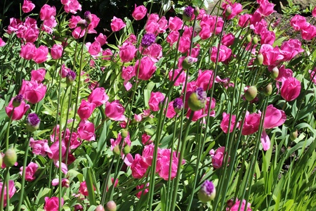 Dark Pink Tulips, Springtime, Englandの写真素材