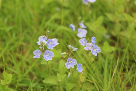 Speedwell Flowers, Englandの写真素材