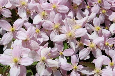 Pale Pink Clemetis, Englandの写真素材