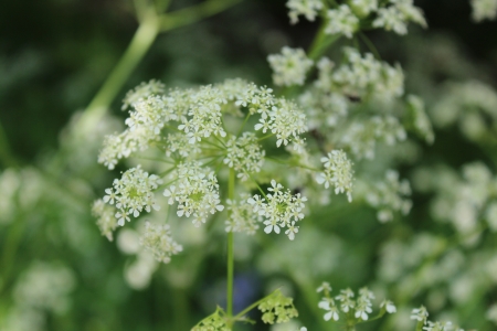 Cow Parsley in Spring, England