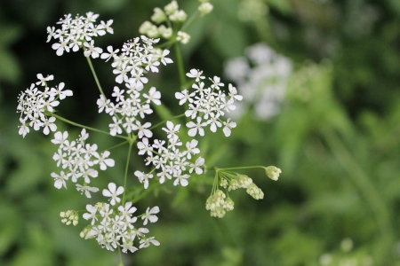 Cow Parsley in Spring, England
