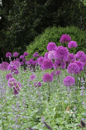 Purple Allium Flowers, England の写真素材