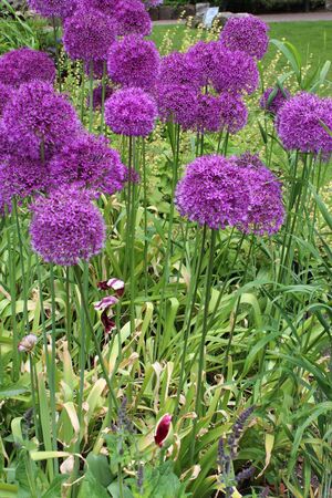 Purple Allium Flowers, England の写真素材