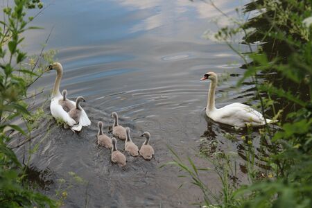 Swans and Cygnets, Englandの写真素材