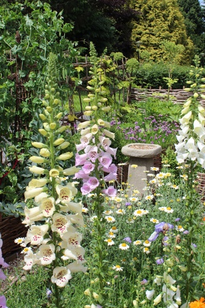 Foxgloves, Englandの写真素材