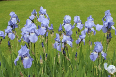 Iris Flowers in Summertime, England