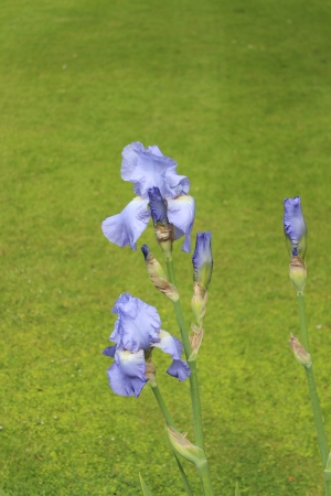 Iris Flowers in Summertime, Englandの写真素材