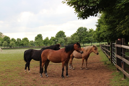 Horses in Paddock, Englandの写真素材