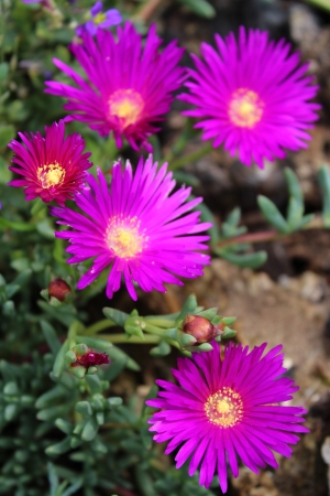 Pink Livingstone Daisiesの写真素材