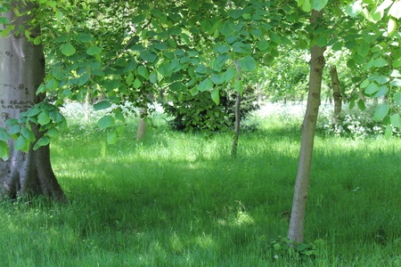 Deciduous Woodland, Englandの写真素材