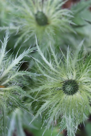 Delicate Ornamental Plant Design, Englandの写真素材