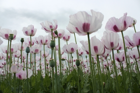 Lilac Poppies in Field, England の写真素材