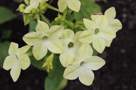 Nicotiana Flowers, Yorkshire, Englandの写真素材