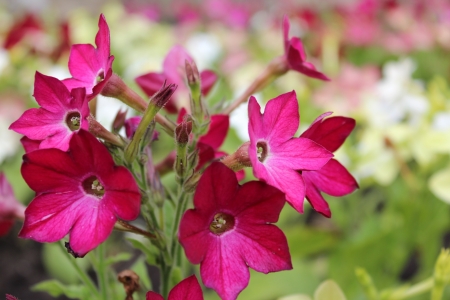 Nicotiana Flowers, Yorkshire, Englandの写真素材