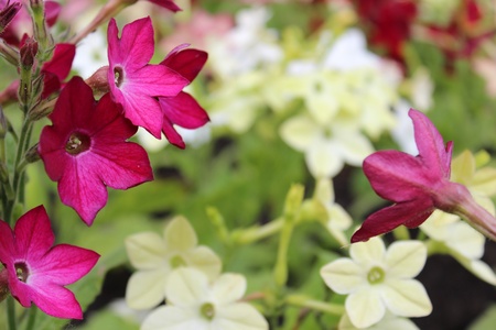 Nicotiana Flowers, Yorkshire, Englandの写真素材