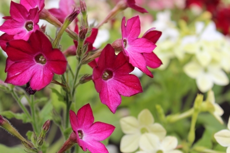 Nicotiana Flowers, Yorkshire, Englandの写真素材