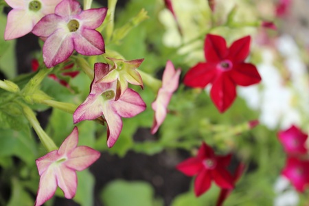 Nicotiana Flowers, Yorkshire, Englandの写真素材