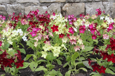 Nicotiana Flowers, Yorkshire, Englandの写真素材