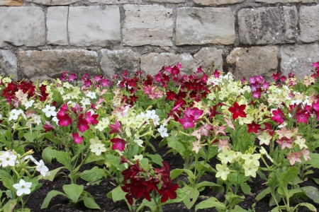 Nicotiana Flowers, Yorkshire, Englandの写真素材