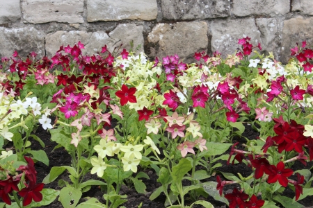 Nicotiana Flowers, Yorkshire, Englandの写真素材