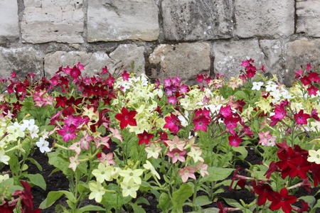Nicotiana Flowers, Yorkshire, Englandの写真素材