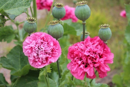 Multi-Petalled Poppies in Cottage Garden, Englandの写真素材