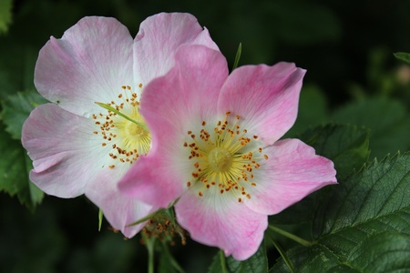 Wild Rose, Yorkshire, Englandの写真素材