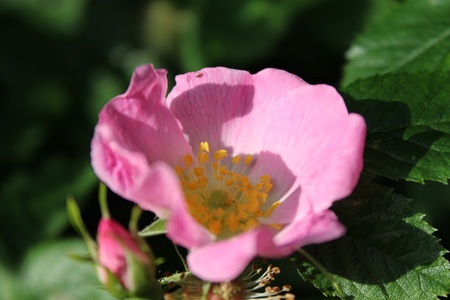 Wild Rose, Yorkshire, Englandの写真素材