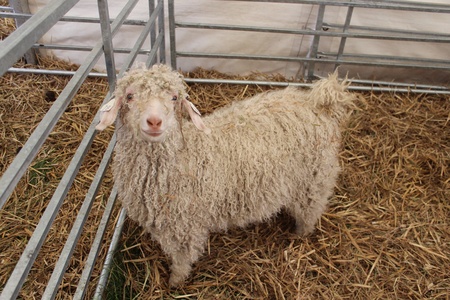 Mohair Goat Kid, England の写真素材