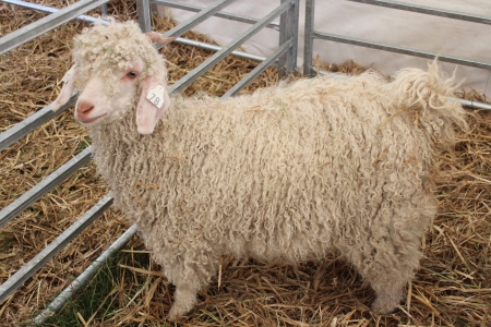 Mohair Goat Kid, England の写真素材