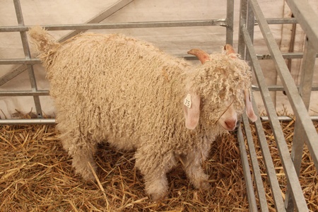 Mohair Goat Kid, England の写真素材