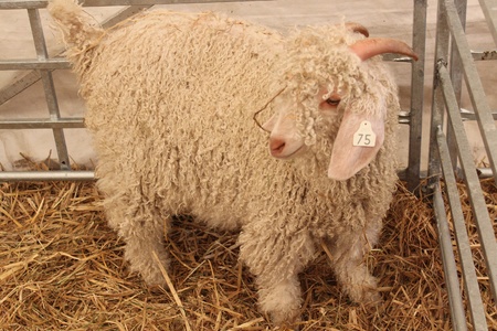 Mohair Goat Kid, England の写真素材