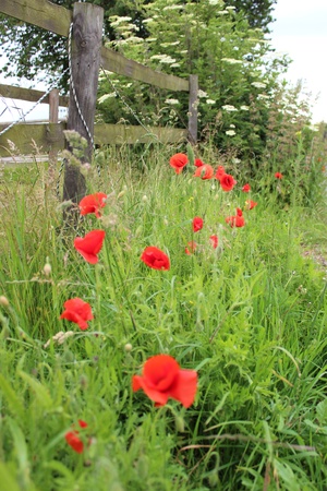 Wild Red poppies, England の写真素材