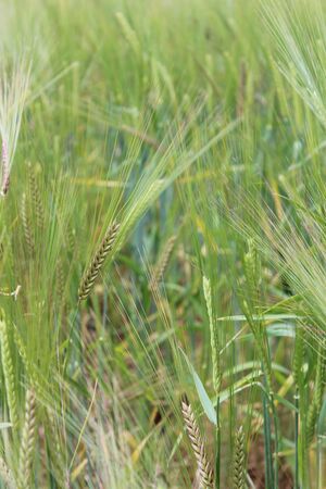 Barley, Summertime, Englandの写真素材