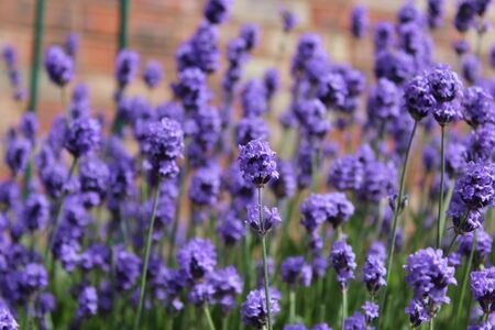 Lavender Flowers in English Summer の写真素材