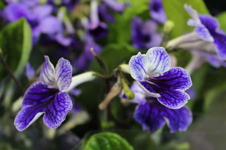 Indigo Blue Mini Foxglove, England の写真素材