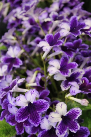Lilac Purple Mini Foxglove, England の写真素材
