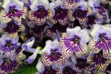 Purple Speckled Mini Foxglove, England の写真素材
