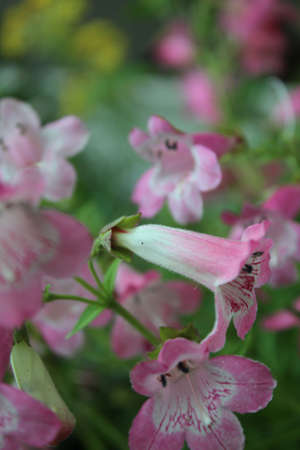 Pink Miniature Foxglove, Summer, England の写真素材