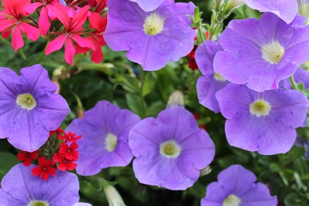 Blue Petunias, Summer, Englandの写真素材