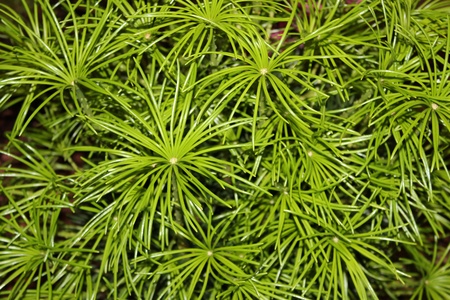Vivid Green Whiskery Plant Backdrop