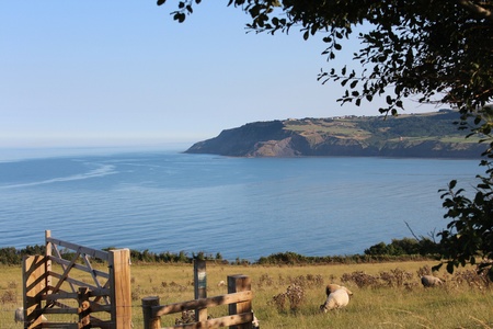 Moorland Sheep, Yorkshire, Englandの写真素材