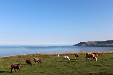 Cattle in Field Beside Sea, Yorkshire, Englandの写真素材