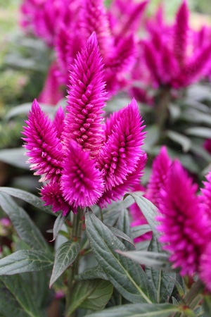 Brilliant Fuschia Pink Poker Flowers, England の写真素材