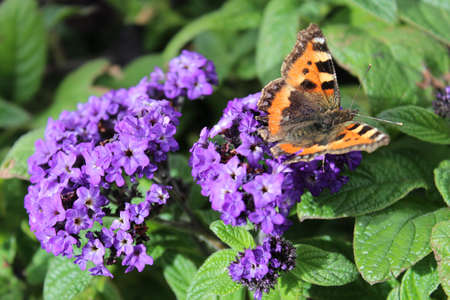 Red Admiral Butterfly on Purple Flowers, England の写真素材
