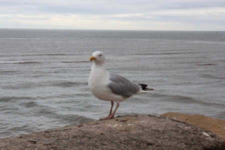 Solitary Seagull, Yorkshire Seas, Englandの写真素材